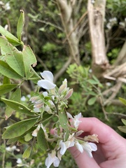 Chamaecytisus prolifer