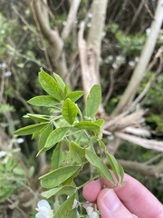 Chamaecytisus prolifer
