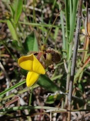 Crotalaria rotundifolia