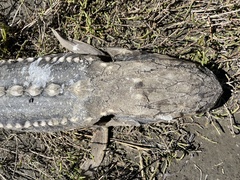 Acipenser transmontanus