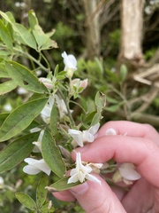 Chamaecytisus prolifer