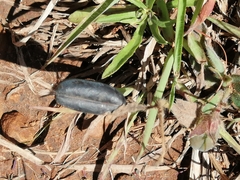 Crotalaria rotundifolia
