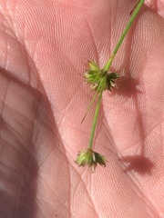 Juncus nodosus