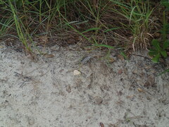 Sceloporus woodi