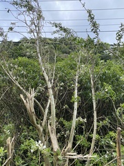 Chamaecytisus prolifer