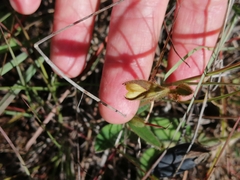 Crotalaria rotundifolia