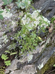 Campanula divaricata