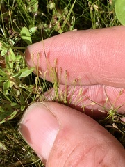 Eleocharis acicularis