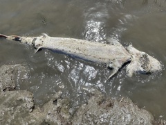 Acipenser transmontanus