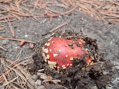 Amanita muscaria flavivolvata