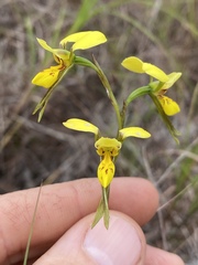 Diuris luteola