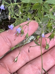 Campanula divaricata