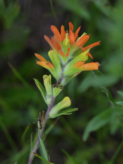 Castilleja coccinea