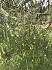 Exocarpos cupressiformis