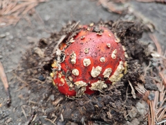 Amanita muscaria flavivolvata