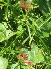 Synchytrium australe