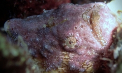 Antennatus tuberosus