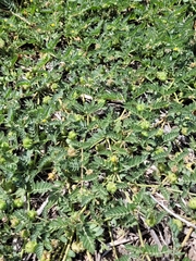 Tribulus terrestris