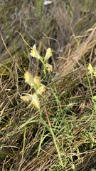 Linaria vulgaris
