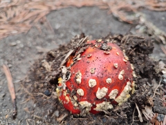Amanita muscaria flavivolvata