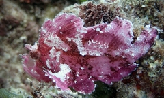 Taenianotus triacanthus