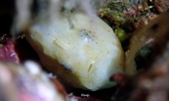 Antennatus tuberosus
