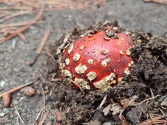 Amanita muscaria flavivolvata