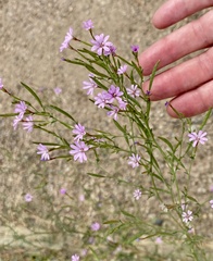 Epilobium brachycarpum