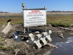 Acipenser transmontanus