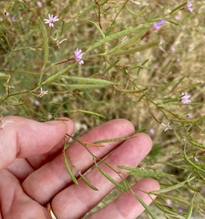 Epilobium brachycarpum