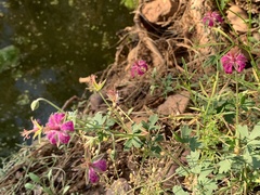 Geranium caespitosum