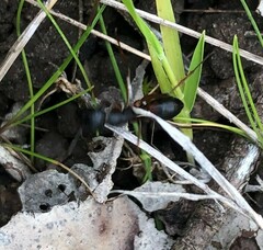Camponotus consobrinus