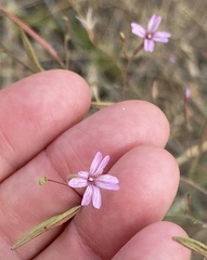 Epilobium brachycarpum