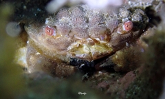 Paraxanthias notatus