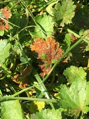 Synchytrium australe