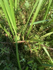 Sparganium emersum