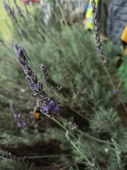 Eristalinus