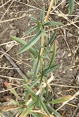 Epilobium brachycarpum