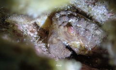 Paraxanthias notatus