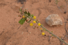 Acacia idiomorpha
