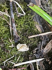 Rhynchostegium confertum