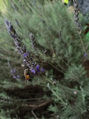 Eristalinus