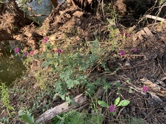 Geranium caespitosum