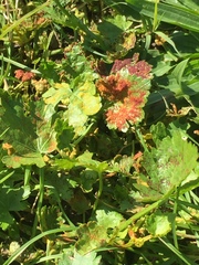 Synchytrium australe