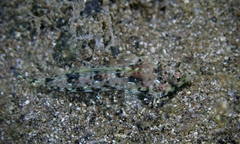 Synchiropus rosulentus