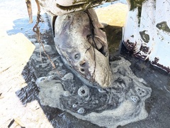 Acipenser transmontanus