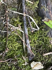 Rhynchostegium confertum