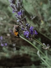 Eristalinus