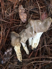 Helvella maculata