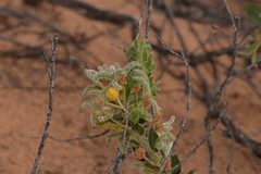 Acacia idiomorpha